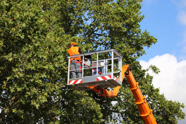 The Steps Involved in Our Tree Care Process in West Hammond, NM